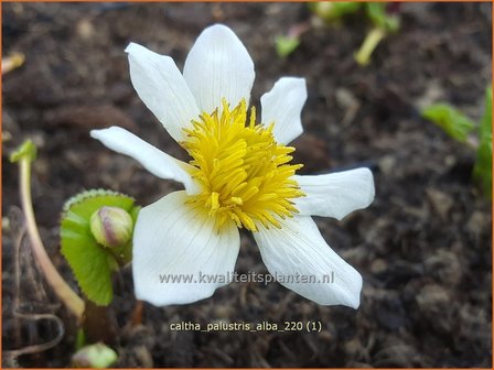 Caltha palustris &amp;#39;Alba&amp;#39; | Dotterbloem | Sumpf-Dotterblume