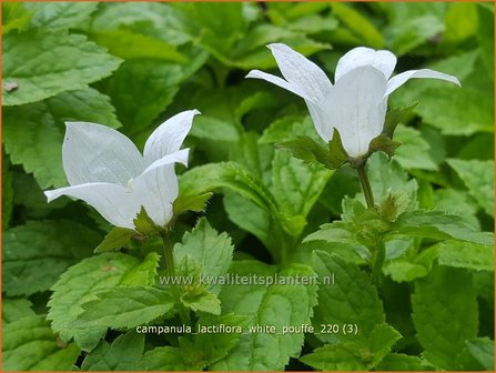 Campanula lactiflora &amp;#39;White Pouffe&amp;#39; | Klokjesbloem | Dolden-Glockenblume