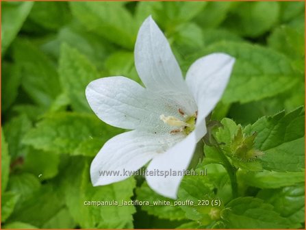 Campanula lactiflora &amp;#39;White Pouffe&amp;#39; | Klokjesbloem | Dolden-Glockenblume