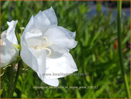 Campanula persicifolia &#039;La Bonne Amie&#039; | Perzikbladklokje, Prachtklokje, Klokjesbloem | Pfirsichbl&auml;ttrige Gloc