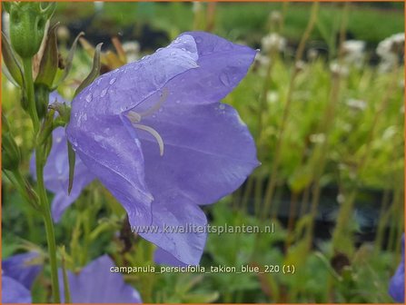 Campanula persicifolia &#039;Takion Blue&#039; | Perzikbladklokje, Prachtklokje, Klokjesbloem | Pfirsichbl&auml;ttrige Glocke