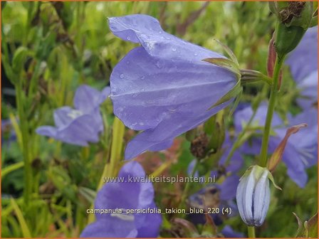 Campanula persicifolia &#039;Takion Blue&#039; | Perzikbladklokje, Prachtklokje, Klokjesbloem | Pfirsichbl&auml;ttrige Glocke