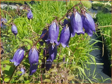 Campanula &amp;#39;Sarastro&amp;#39; | Klokjesbloem | Glockenblume