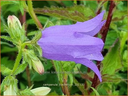 Campanula trachelium | Ruig klokje, Klokjesbloem | Nesselbl&auml;ttrige Glockenblume