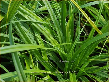 Carex caryophyllea &#039;The Beatles&#039; | Zegge | Fr&uuml;hlings-Segge