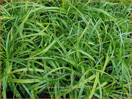 Carex caryophyllea &#039;The Beatles&#039; | Zegge | Fr&uuml;hlings-Segge