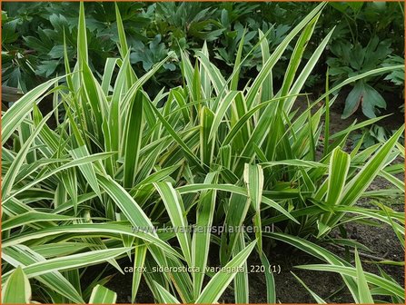 Carex siderosticta &amp;#39;Variegata&amp;#39; | Breedbladzegge, Zegge | Bunte Breitblatt-Segge