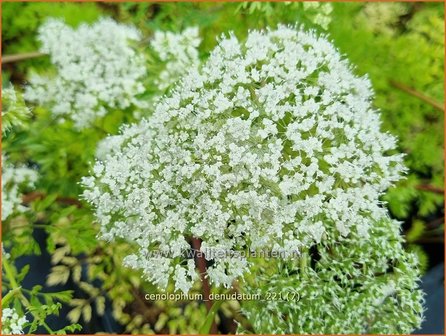 Cenolophium denudatum | Baltische peterselie | Baltische Petersilie