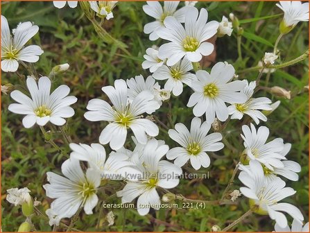 Cerastium tomentosum | Viltige hoornbloem, Hoornbloem | Filziges Hornkraut