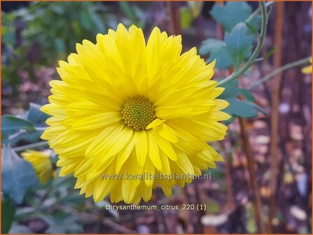 Chrysanthemum &#039;Citrus&#039; | Tuinchrysant, Chrysant | Herbstchrysantheme