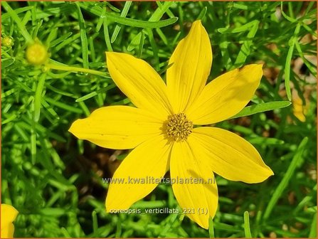 Coreopsis verticillata | Meisjesogen | Quirlbl&auml;ttriges M&auml;dchenauge