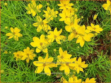 Coreopsis verticillata | Meisjesogen | Quirlbl&auml;ttriges M&auml;dchenauge