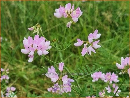 Coronilla varia | Bont kroonkruid, Kroonkruid | Beilwicke