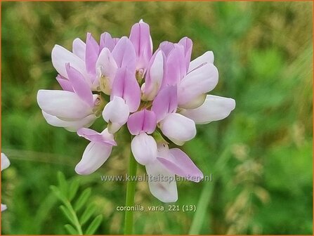 Coronilla varia | Bont kroonkruid, Kroonkruid | Beilwicke