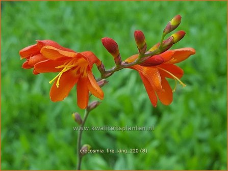 Crocosmia &amp;#39;Fire King&amp;#39; | Montbretia | Montbretie