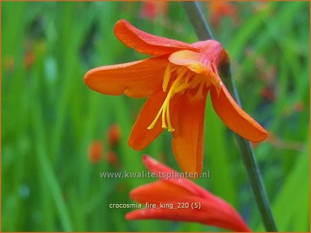 Crocosmia &amp;#39;Fire King&amp;#39; | Montbretia | Montbretie