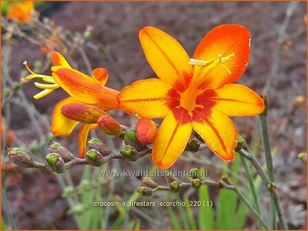 Crocosmia &amp;#39;Firestars Scorchio&amp;#39; | Montbretia | Montbretie