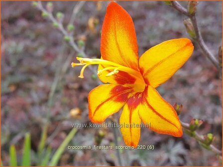 Crocosmia &amp;#39;Firestars Scorchio&amp;#39; | Montbretia | Montbretie