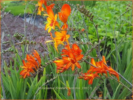 Crocosmia &amp;#39;Firestars Scorchio&amp;#39; | Montbretia | Montbretie