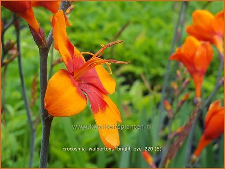 Crocosmia &amp;#39;Walbertons Bright Eye&amp;#39; | Montbretia | Montbretie