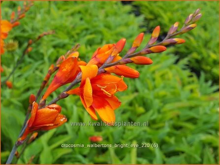 Crocosmia &amp;#39;Walbertons Bright Eye&amp;#39; | Montbretia | Montbretie