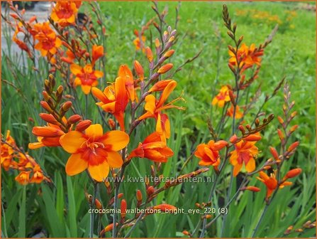 Crocosmia &amp;#39;Walbertons Bright Eye&amp;#39; | Montbretia | Montbretie