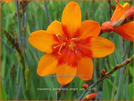 Crocosmia &amp;#39;Walbertons Bright Eye&amp;#39; | Montbretia | Montbretie