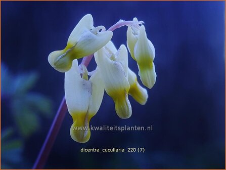 Dicentra cucullaria | Gebroken hartje, Tranend hartje | Kapuzen-Herzblume