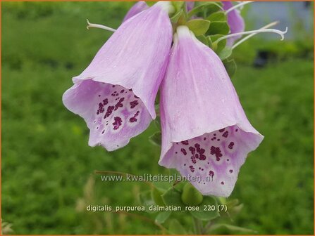 Digitalis purpurea &amp;#39;Dalmatian Rose&amp;#39; | Vingerhoedskruid | Roter Fingerhut