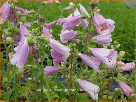 Digitalis purpurea &amp;#39;Dalmatian Rose&amp;#39; | Vingerhoedskruid | Roter Fingerhut