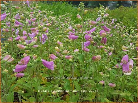 Digitalis purpurea &amp;#39;Dalmatian Rose&amp;#39; | Vingerhoedskruid | Roter Fingerhut