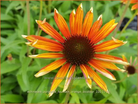 Echinacea purpurea &#039;Fountain Orange Bicolour&#039;