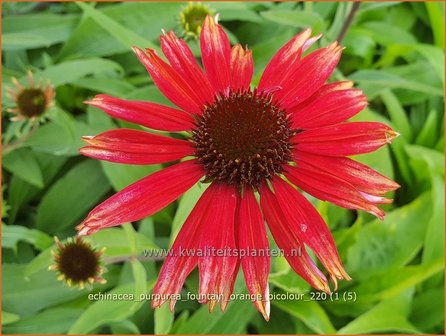 Echinacea purpurea &#039;Fountain Orange Bicolour&#039;