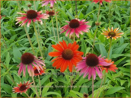 Echinacea purpurea &#039;Fountain Orange Bicolour&#039;