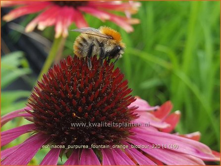 Echinacea purpurea &#039;Fountain Orange Bicolour&#039;