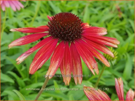 Echinacea purpurea &#039;Fountain Orange Bicolour&#039;