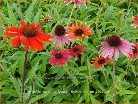 Echinacea purpurea &#039;Fountain Orange Bicolour&#039;