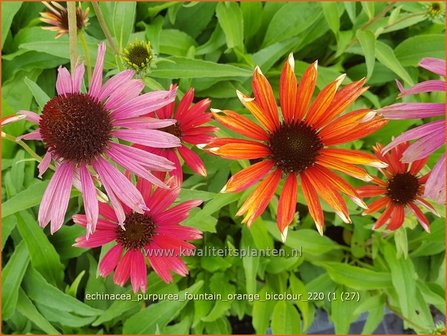 Echinacea purpurea &#039;Fountain Orange Bicolour&#039;