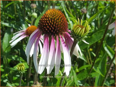 Echinacea purpurea &amp;#39;JS Engeltje&amp;#39; | Rode zonnehoed, Zonnehoed | Roter Sonnenhut