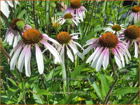 Echinacea purpurea &amp;#39;JS Engeltje&amp;#39; | Rode zonnehoed, Zonnehoed | Roter Sonnenhut