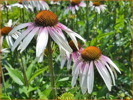 Echinacea purpurea &amp;#39;JS Engeltje&amp;#39; | Rode zonnehoed, Zonnehoed | Roter Sonnenhut