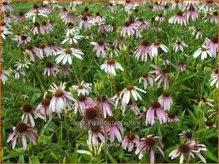 Echinacea purpurea &amp;#39;JS Engeltje&amp;#39; | Rode zonnehoed, Zonnehoed | Roter Sonnenhut