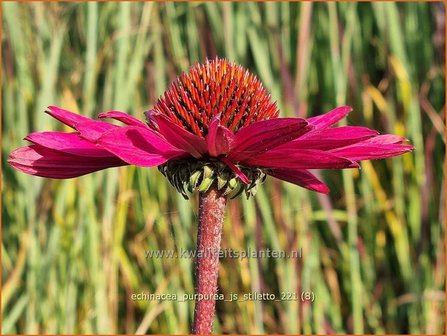 Echinacea purpurea &amp;#39;JS Stiletto&amp;#39; | Rode zonnehoed, Zonnehoed | Roter Sonnenhut