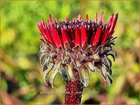 Echinacea purpurea &amp;#39;JS Stiletto&amp;#39; | Rode zonnehoed, Zonnehoed | Roter Sonnenhut