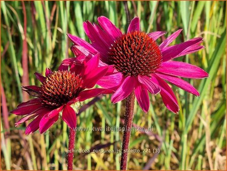 Echinacea purpurea &amp;#39;JS Stiletto&amp;#39; | Rode zonnehoed, Zonnehoed | Roter Sonnenhut