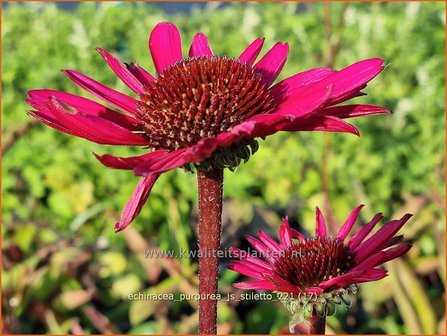 Echinacea purpurea &amp;#39;JS Stiletto&amp;#39; | Rode zonnehoed, Zonnehoed | Roter Sonnenhut