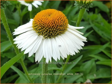 Echinacea purpurea &amp;#39;Meditation White&amp;#39; | Rode zonnehoed, Zonnehoed | Roter Sonnenhut