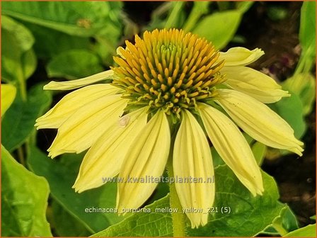 Echinacea purpurea &amp;#39;Mellow Yellow&amp;#39; | Rode zonnehoed, Zonnehoed | Roter Sonnenhut