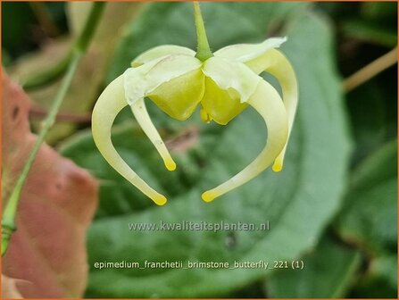 Epimedium franchetii &amp;#39;Brimstone Butterfly&amp;#39; | Elfenbloem | Elfenblume