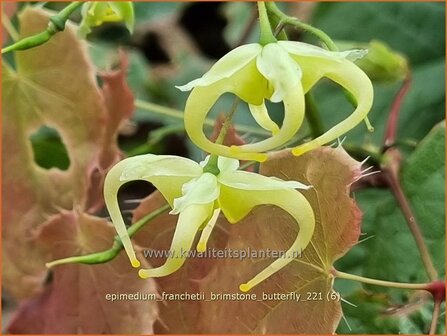 Epimedium franchetii &amp;#39;Brimstone Butterfly&amp;#39; | Elfenbloem | Elfenblume